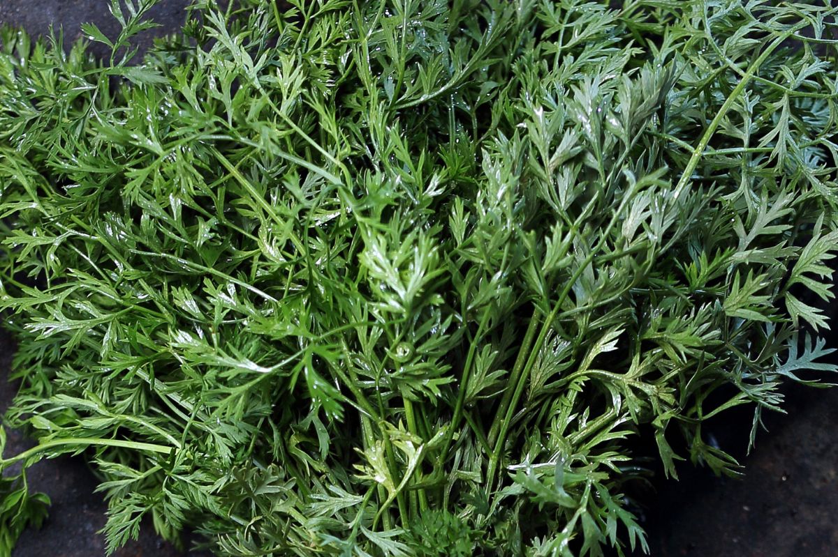 Carrot greens will be a great addition to the salad