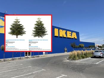 Oferta dla klubowiczów. 15 zł za choinkę w Ikea. Tylko w 4 miastach