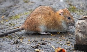 Nie pomyl ze szczurem. Reaguj, gdy tylko zobaczysz w ogrodzie