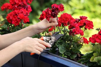 Jak przygotować pelargonie do zimowania? Zastosuj cięcie metodą 3-5-7