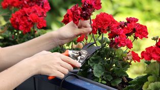 Jak przygotować pelargonie do zimowania? Zastosuj cięcie metodą 3-5-7