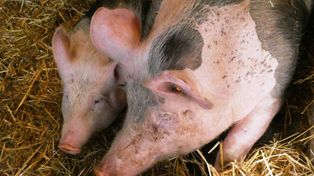 Pomoc dla hodowców świń. Jest plan, ale bez przełomu
