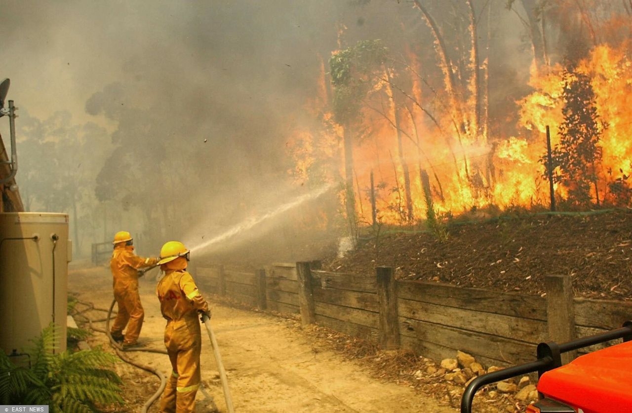 Australia. Szacuje się, że przez zeszłoroczne pożary zginęły trzy miliardy zwierząt