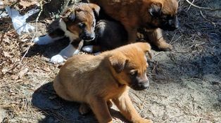 Sarnaki: Porzucone w lesie szczenięta uratowane. Szybka reakcja policjantów zapobiegła tragedii