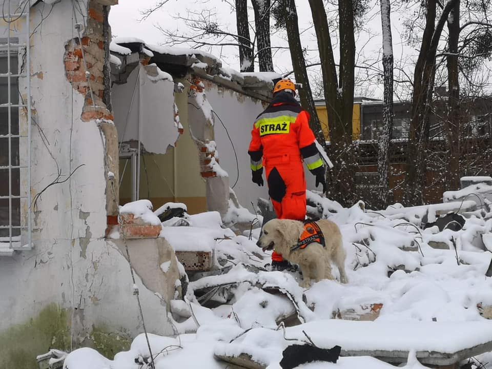 Wrocław. Trening psów ratowniczych na Biskupinie. Przeszukiwały gruzowiska