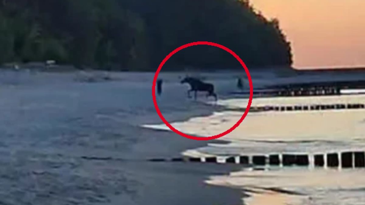 Łoś przyłapany na kąpieli w Bałtyku