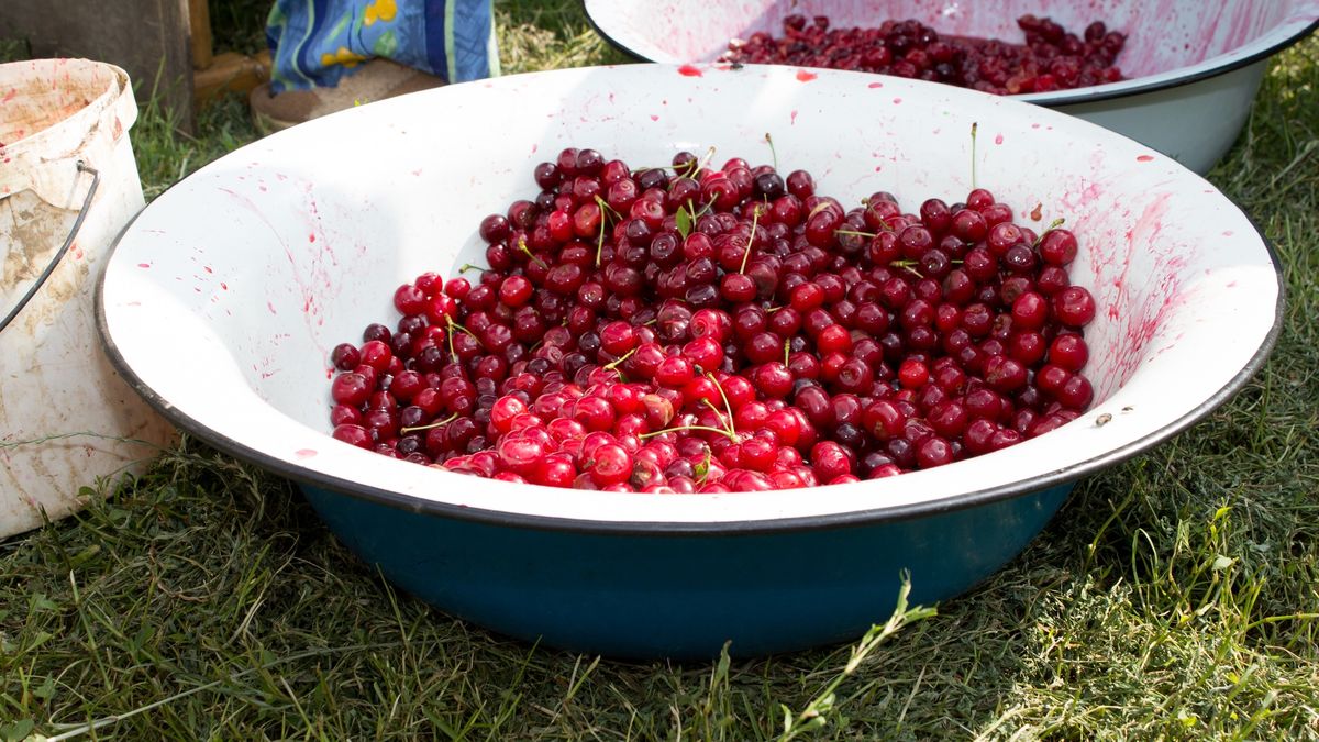 cherries in a bowlbillet cherries lying in a large container, harvesting cherriesbazyukAgriculture, Backgrounds, Cherry, Close-up, Colors, Dessert, Eating, Food, Freshness, Fruit, Gourmet, Group of Objects, Heap, Image, Leaf, Nature, No, People, Red, Ripe, Summer, Vegetable, Vegetarian Food, on