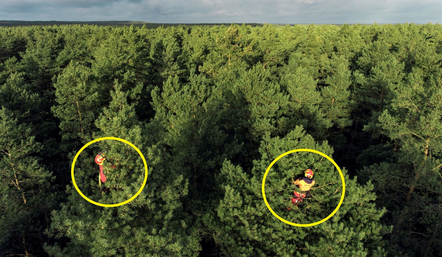 Leśnicy pokazali zdjęcia. Tłumaczą, co dzieje się w lasach