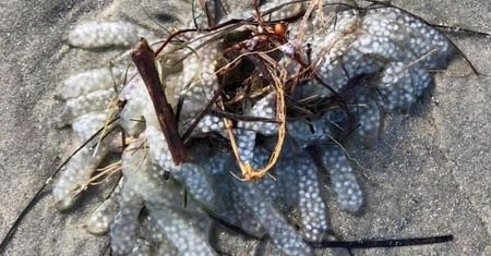 Tajemnicze znalezisko na plaży. Zagadka rozwiązana