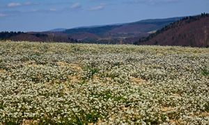 Istny wysyp, są ich miliony. Leśnicy oczarowani. "Niesamowite wrażenie"