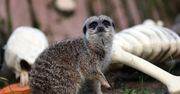 "Masz exa"? Orientarium ZOO Łódź oferuje nietypową formę terapii