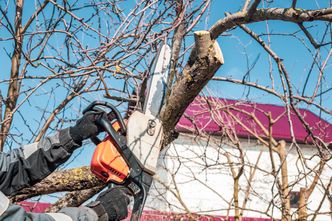 Gałęzie od sąsiada "wchodzą" na działkę? Przepisy mówią jasno