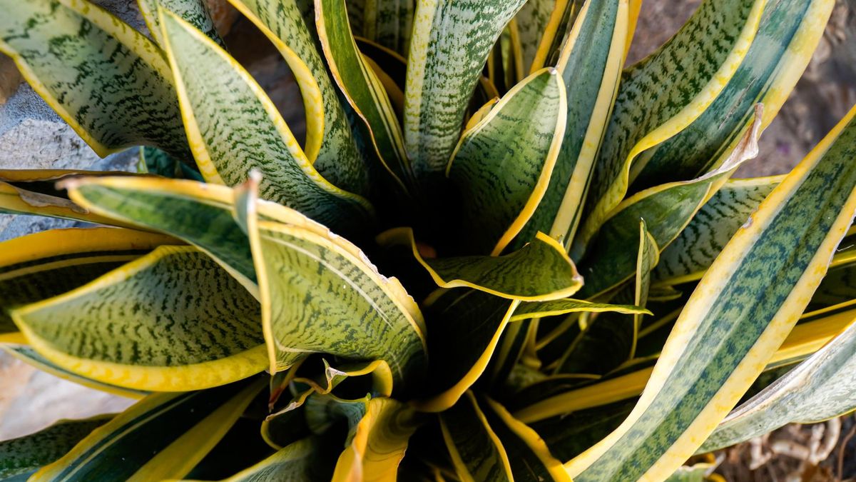 Sansweria oczyszcza powietrze z toksyn