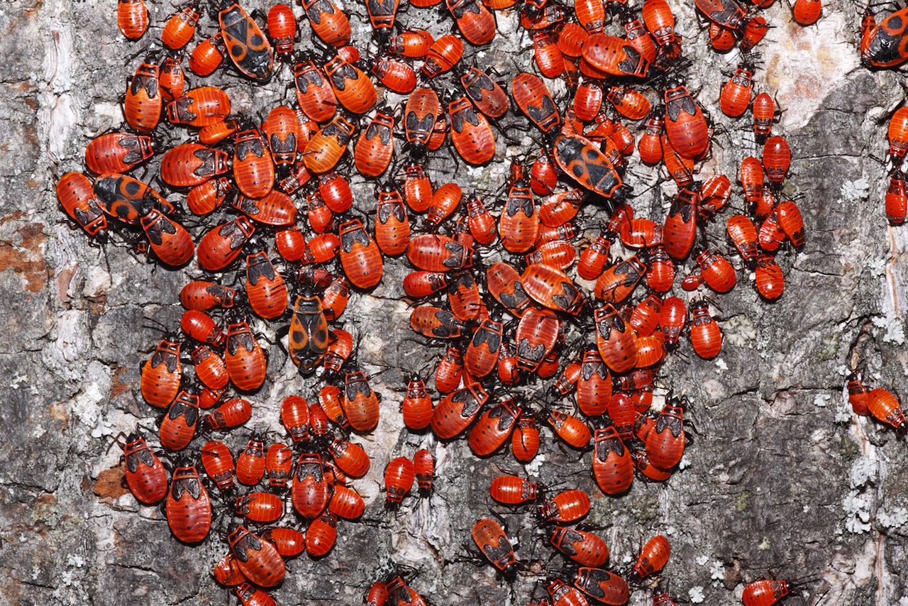 Pyrrhocoris apterus pojawiają się wiosną