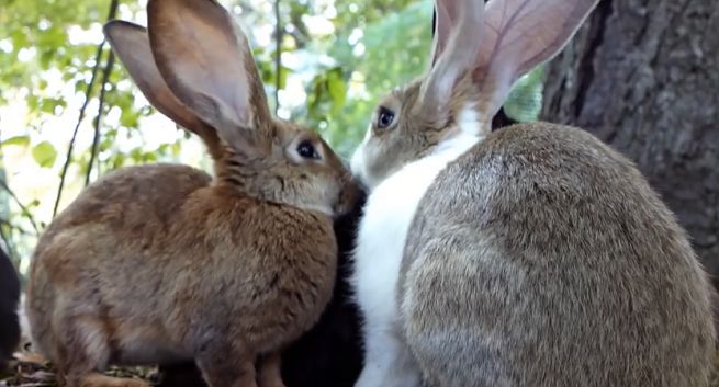 Krystyna Czubówna opisuje zwyczaje królików, żab i gołębi w kampanii „PolecamBank” (wideo)