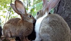 Krystyna Czubówna opisuje zwyczaje królików, żab i gołębi w kampanii „PolecamBank” (wideo)