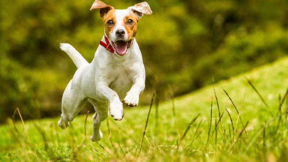 Jack Russell Parson Terrier Dog
Jack Russell Parson Terrier Running Toward The Camera Low Angle High Speed Shot
ammitmedia@ymail.com
rf1834, horizontal, action, agile, agility, air, animal, breed, brown, canine, cute, dog, doggy, domestic, face, fetch, flying, frontal, grass, green, happy, jack, jump, levitation, mammal, meadow, motion, nature, outdoor, parson, pet, playing, power, predator, purebred, running, russell, scene, shorthair, small, speed, summer, sun, sweet, terrier, tongue, whelp, white, young, zzzaacaaaghcggdbdiddde, dog, happy, run, russel, jack, jump, terrier, pet, cute, play, summer, action, agile, agility, air, animal, breed, brown, canine, doggy, domestic, face, fetch, flying, frontal, grass, green, levitation, low angle, mammal, meadow, motion, nature, outdoor, parson, playing, power, predator, purebred, running, russell, scene, shorthair, small, speed, sun, sweet, tongue, whelp, white