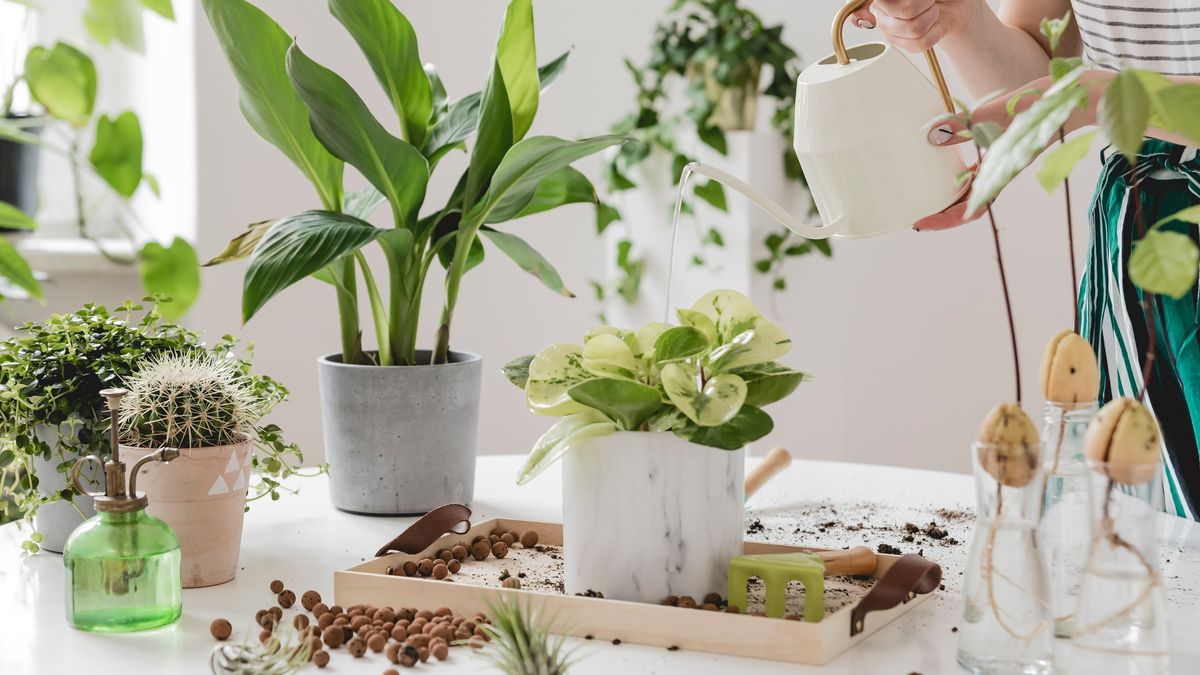 Naturalny oprysk na mszyce. Skuteczny i szybki sposób