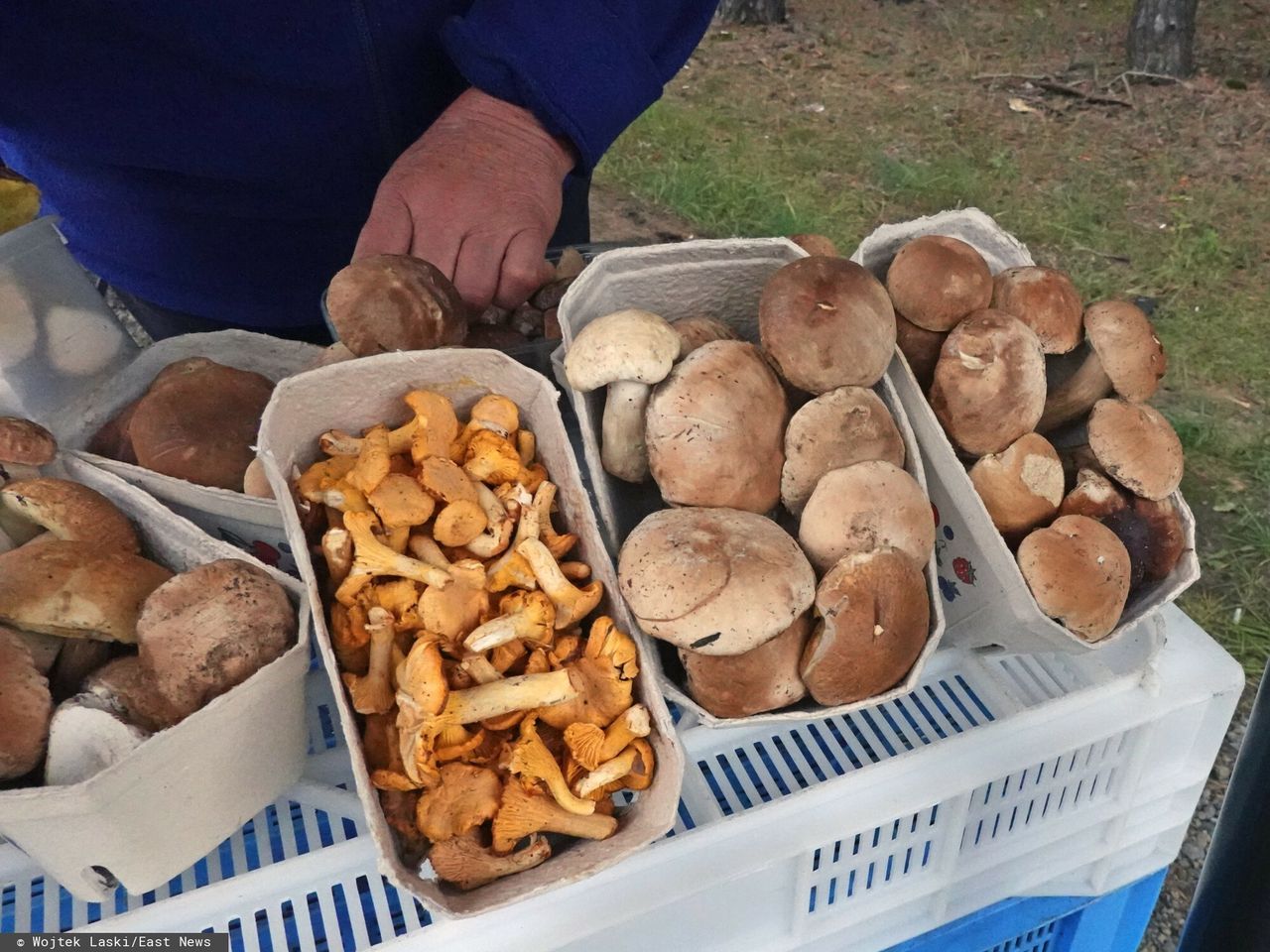 Polacy ruszyli do lasów po grzyby i poziomki. Uwaga na mandaty