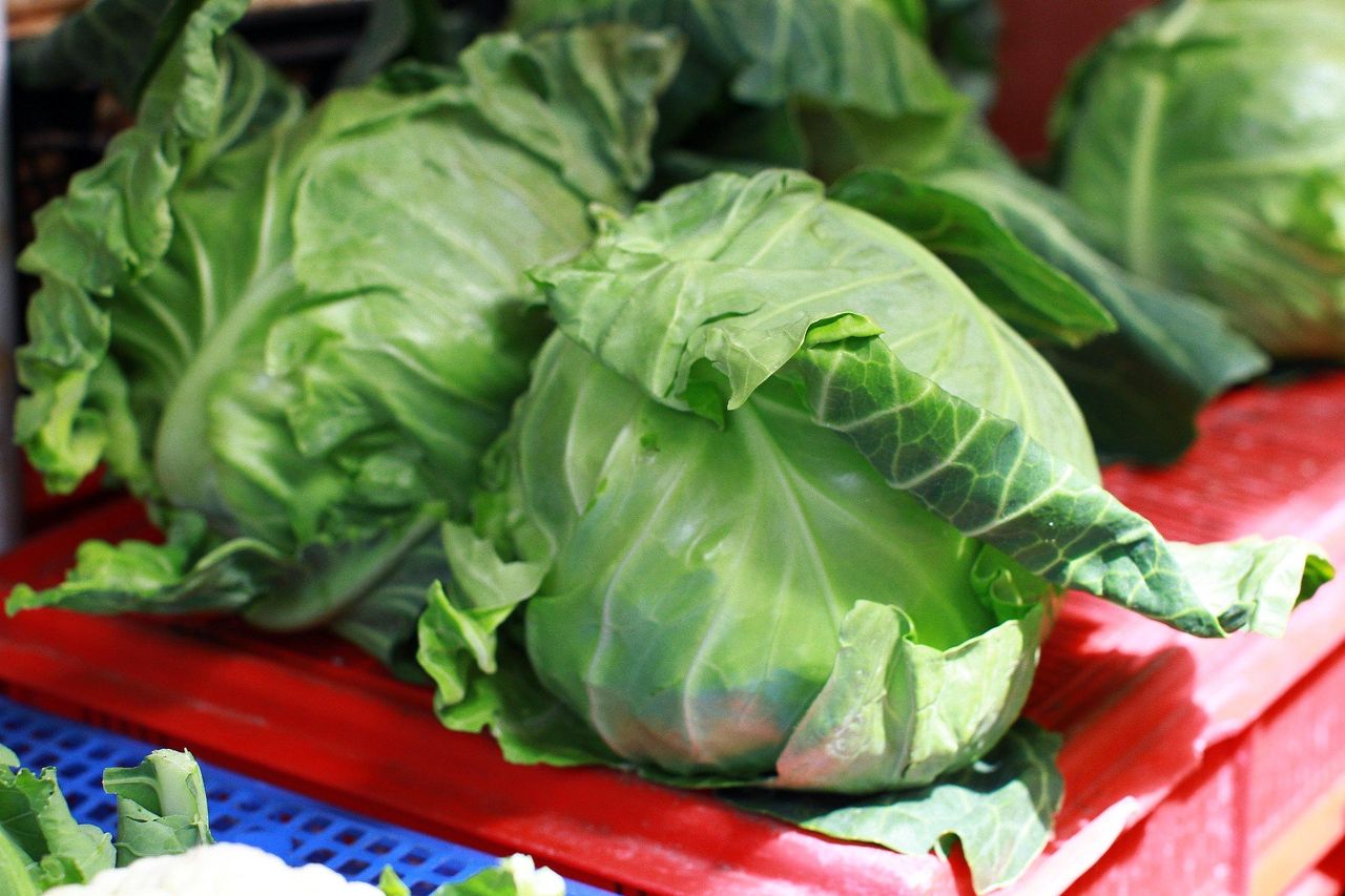 Nie każda kapusta może wjechać do Polski. Kontrole na granicy