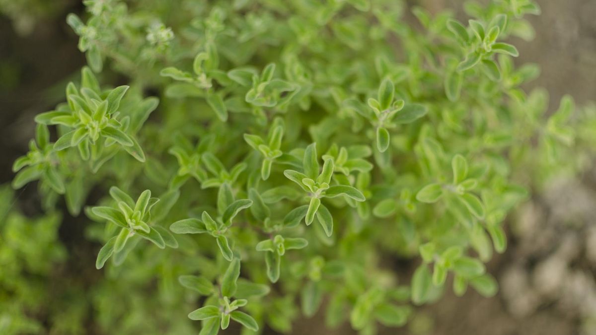 Dlaczego warto pić napar z majeranku? (WIDEO) 