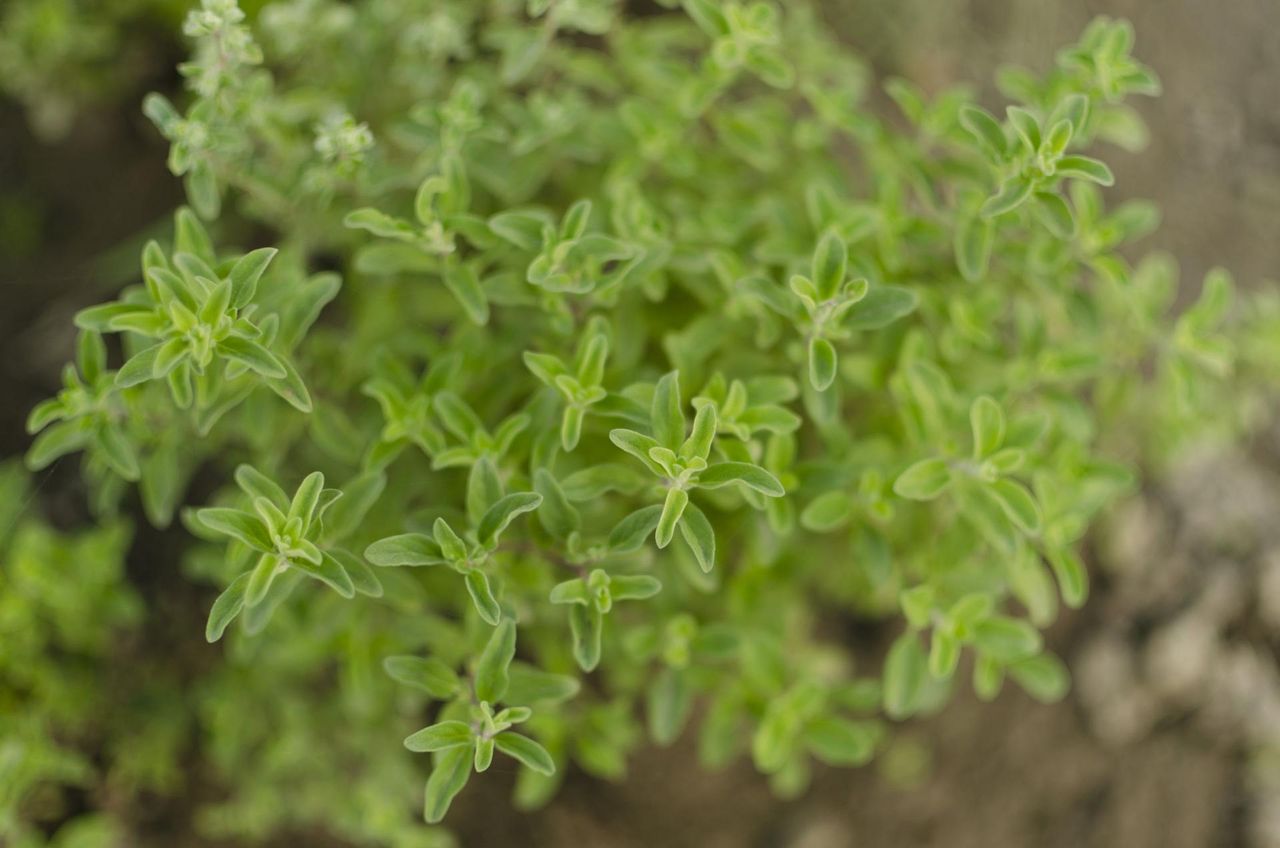 Dlaczego warto pić napar z majeranku? (WIDEO)