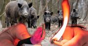 Włocławek: Dziki opanowały Jednostkę E. Mieszkaniec ruszył na nie z petardami