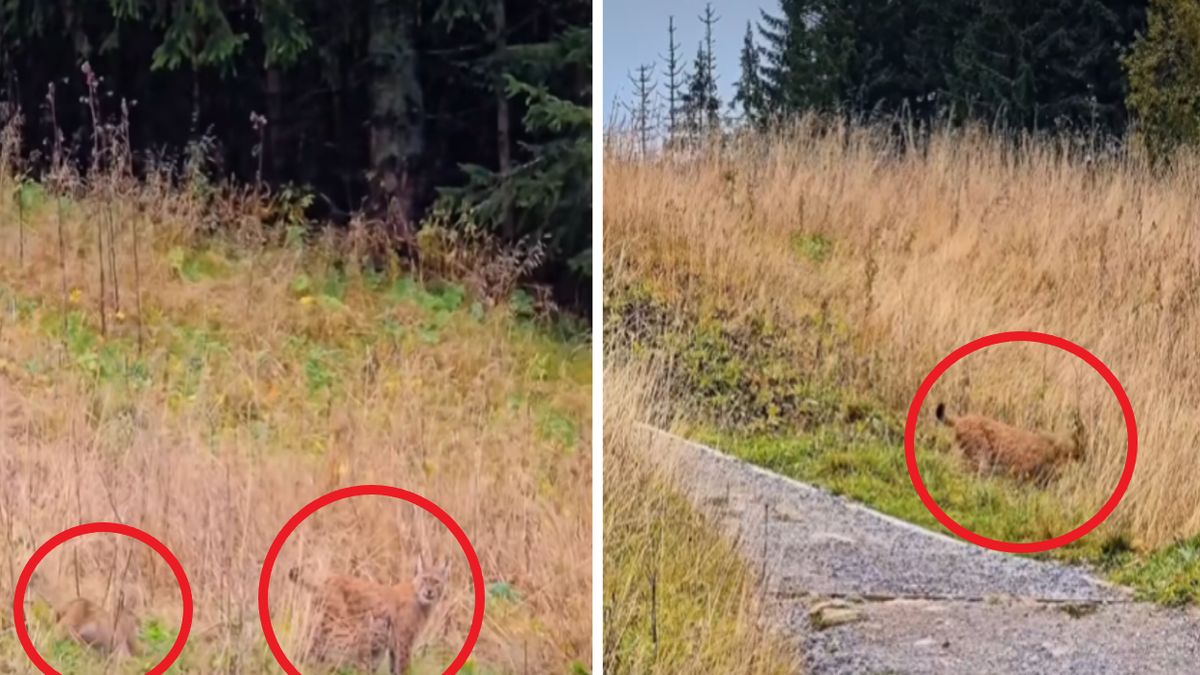 Spotkanie z rodziną rysiów w Tatrach