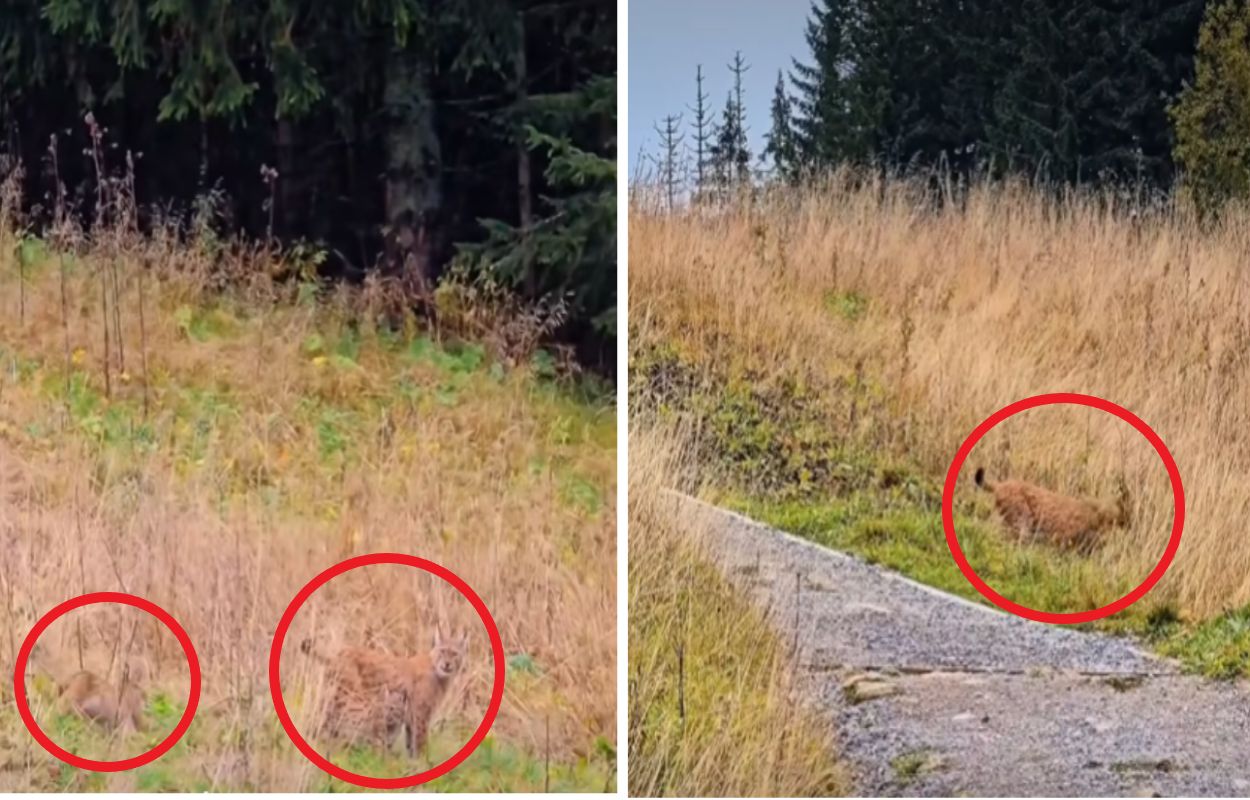 Nagrali je w Tatrach. To niezwykle rzadki przypadek