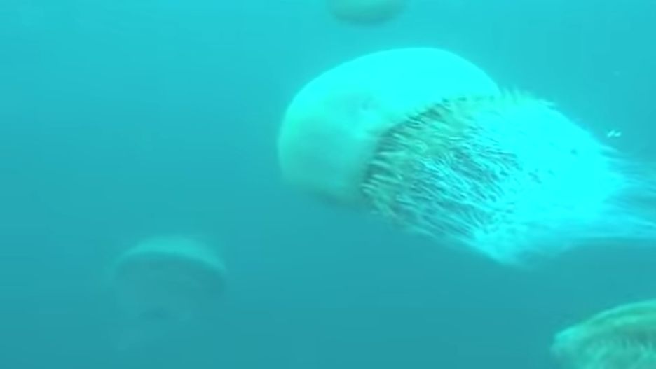 Jadowita meduza.