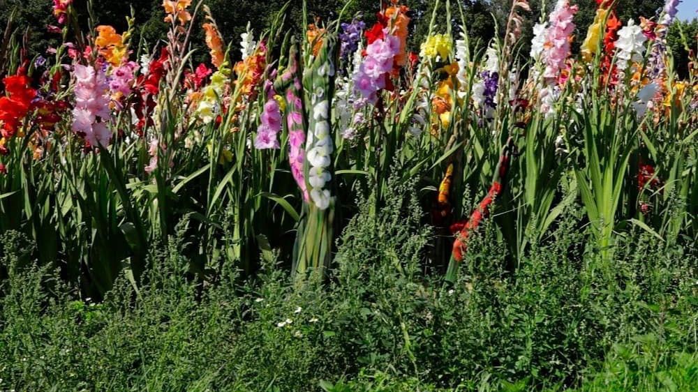 Widzisz kobietę? Ukryła się bardzo sprytnie 