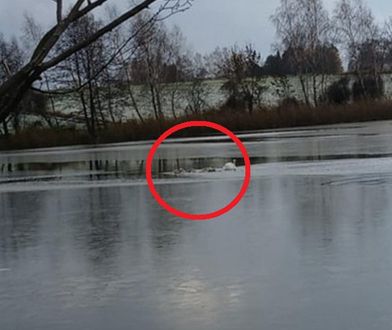 Łabędzie przymarzły do lodu. Akcja ratunkowa strażaków