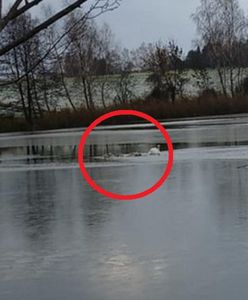 Łabędzie przymarzły do lodu. Akcja ratunkowa strażaków