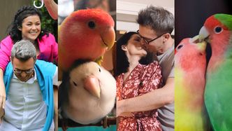 Papużki nierozłączki, które wyglądają jak "Kurzopki" (ZDJĘCIA)