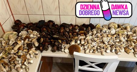 Prawdziwy wysyp grzybów. "Rosną wszędzie"