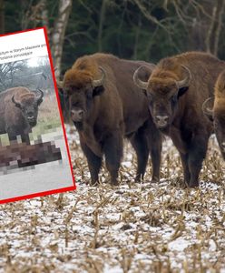 Przejmujące zdjęcie z Podlasia krąży w sieci. Wojsko potwierdza