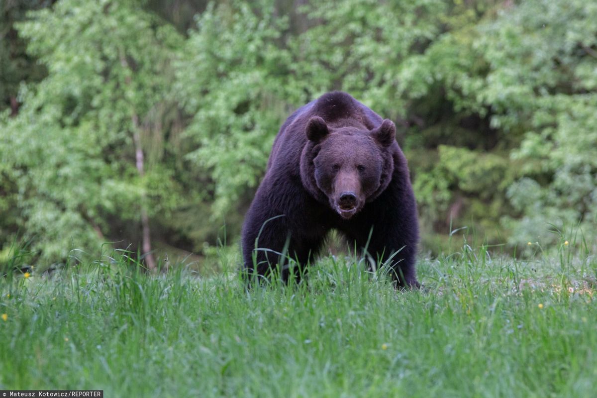 "Niedźwiedź to nie miś" - przypominają pracownicy Tatrzańskiego Parku Narodowego. Te zwierzęta coraz częściej pojawiają się na szlakach, a nawet w miastach. Pamiętajmy, że w górach turysta jest tylko gościem
