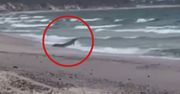Takiego widoku na plaży nikt się nie spodziewał. Ruszyły poszukiwania