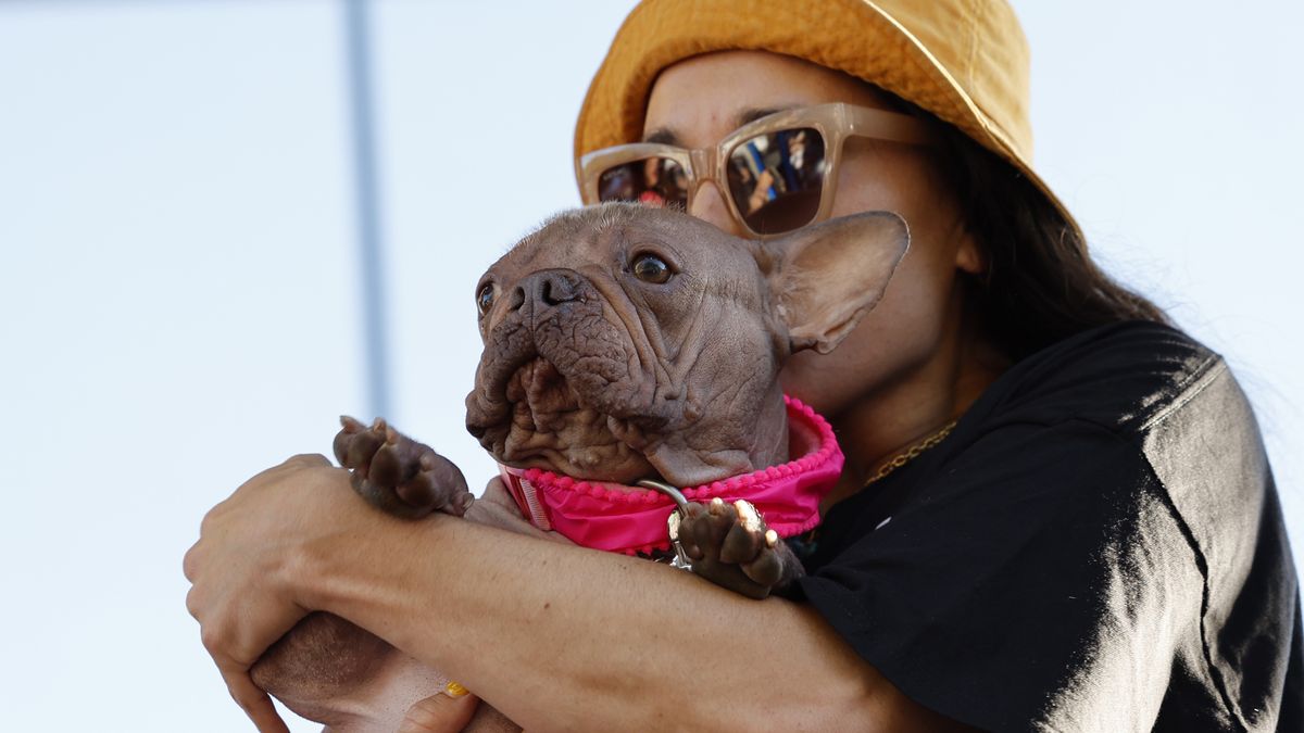 Oto nowy najbrzydszy pies świata