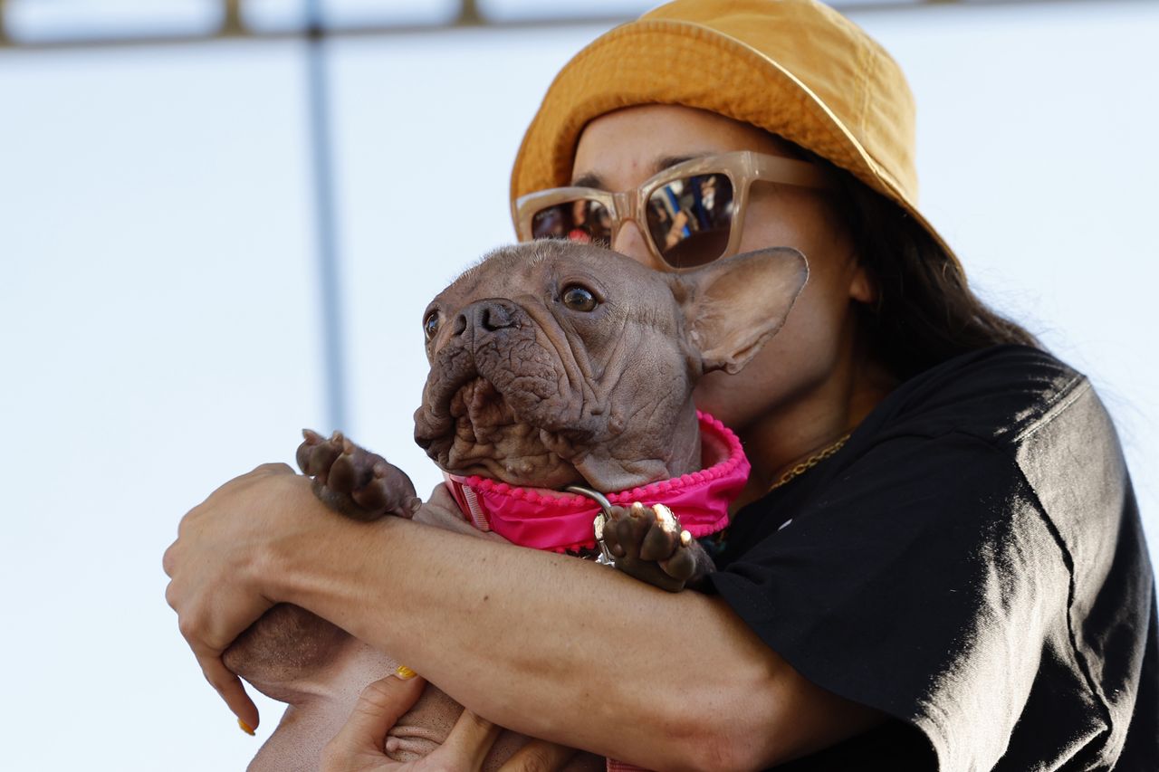 Oto "najbrzydszy pies świata". Ta rasa budzi kontrowersje