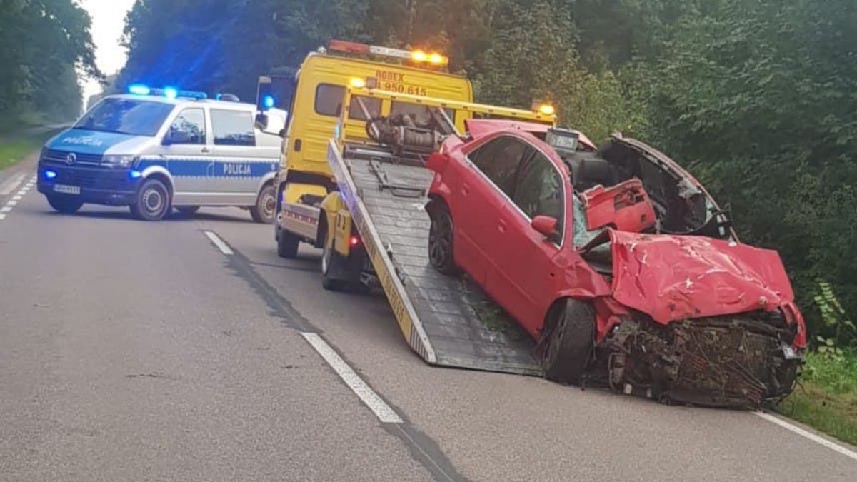 Tragiczne zderzenie z łosiem 