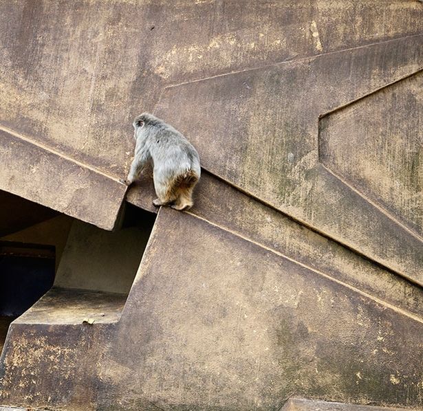 Melancholia i smutek zwierząt z ogrodów zoologicznych na poruszających zdjęciach 7