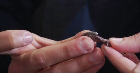Nowy gatunek dinozaura. Odkrycie argentyńskich paleontologów