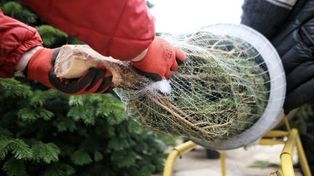Kradzieże choinek rosną. Rusza akcja przeciw złodziejom