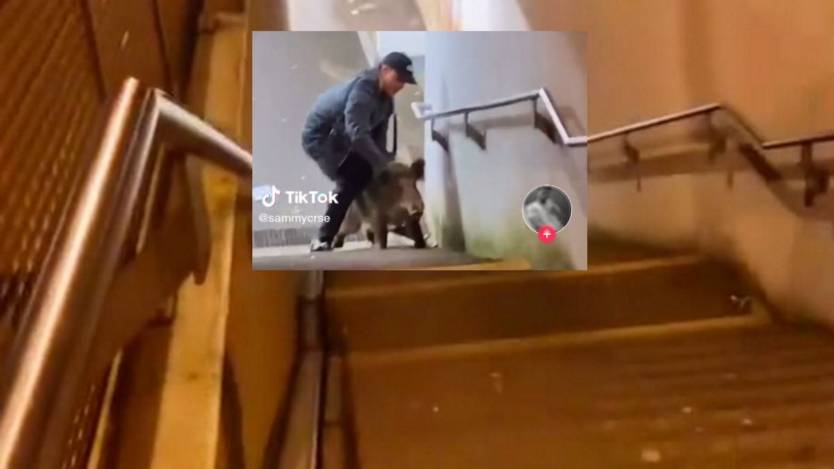 Stoczył starcie z dzikiem. 