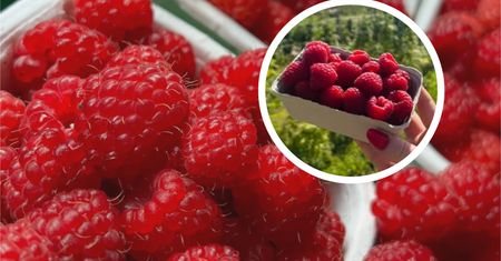 Tylko dzisiaj dają tam maliny za darmo. "Jeśli dotyczy to ciebie, zapraszamy serdecznie"
