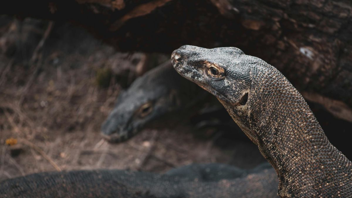 Australia starsza niż Polska? Nowe tropy w ewolucji kręgowców