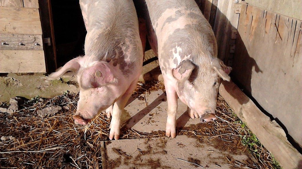 W ostatnim czasie ceny wieprzowiny mocno się wahają.