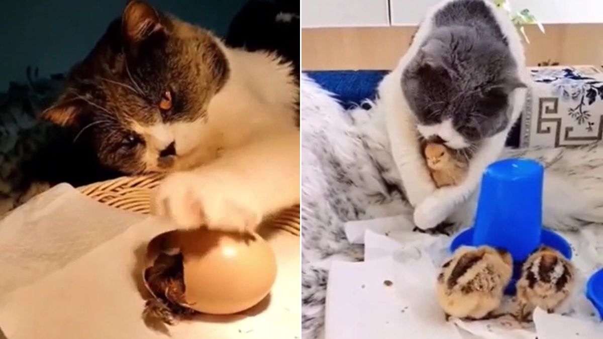 Kotka wysiadywała jaja, z których wykluły się pisklęta.