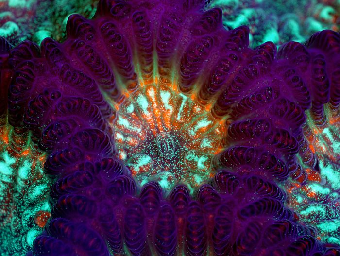 Mikrocuda na zwycięskich zdjęciach w konkursie Olympus BioScapes 5